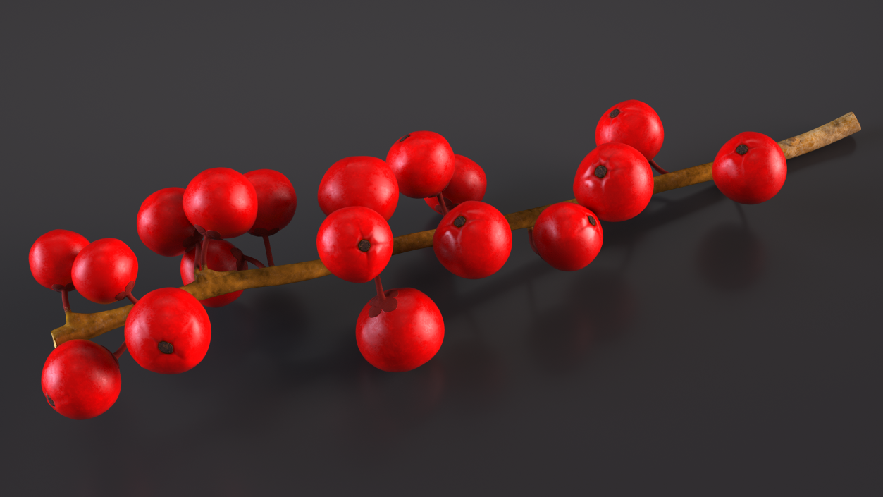 3D Ilex Aquifolium Berries on Branch model