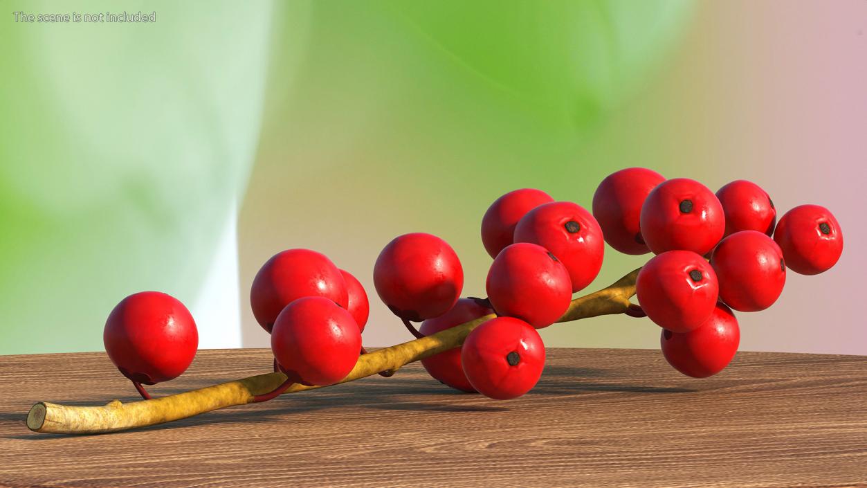 3D Ilex Aquifolium Berries on Branch model