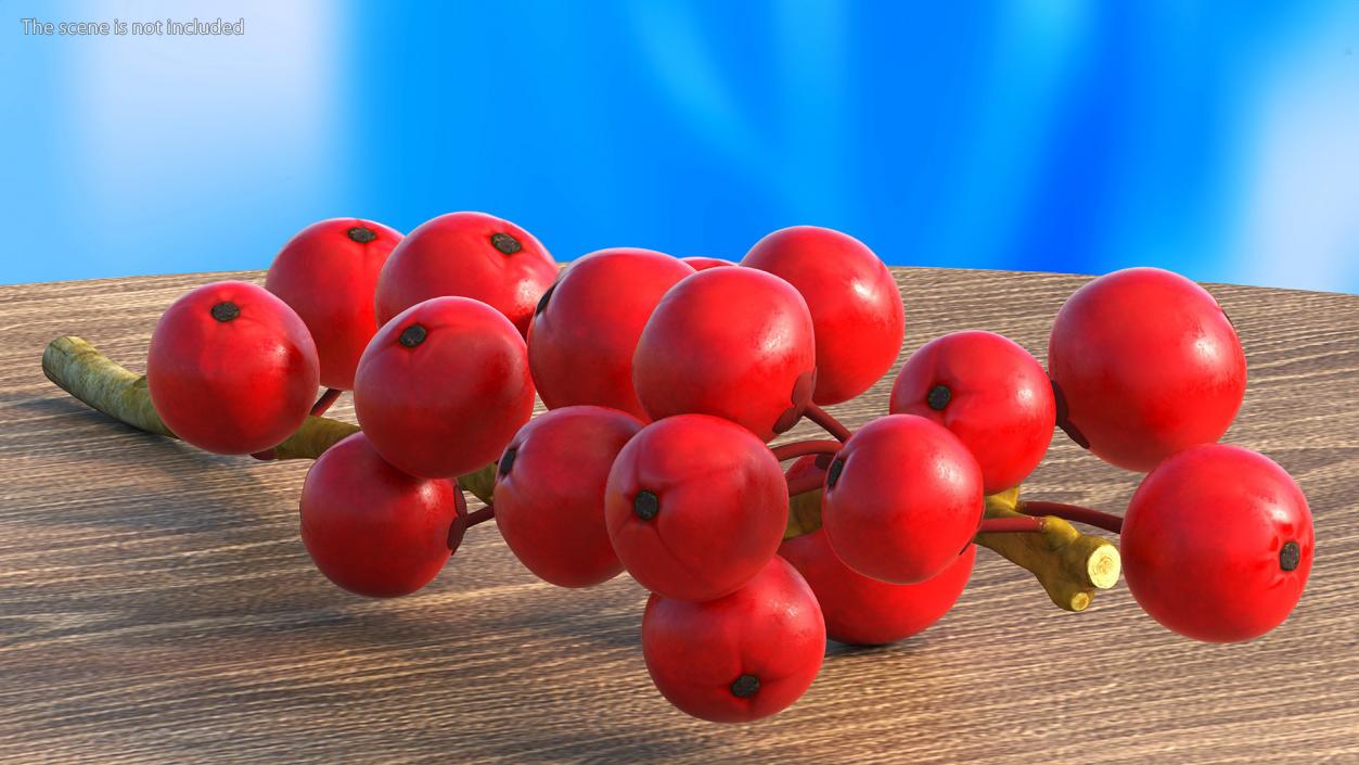 3D Ilex Aquifolium Berries on Branch model