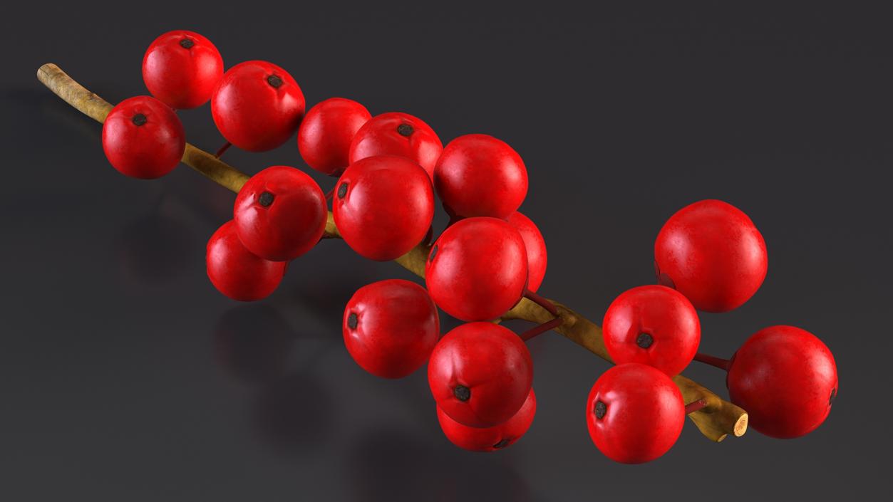 3D Ilex Aquifolium Berries on Branch model