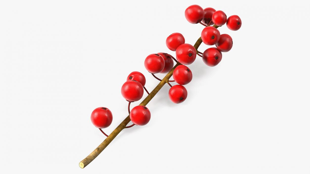 3D Ilex Aquifolium Berries on Branch model