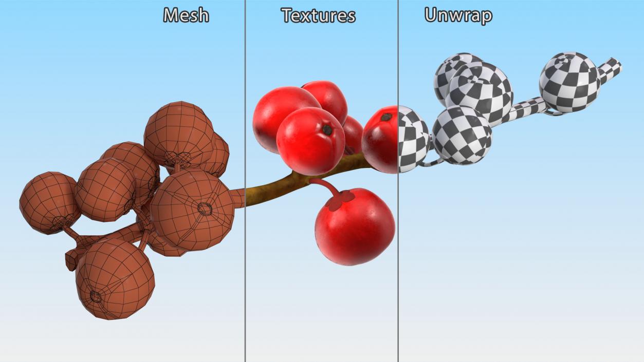 3D Ilex Aquifolium Berries on Branch model