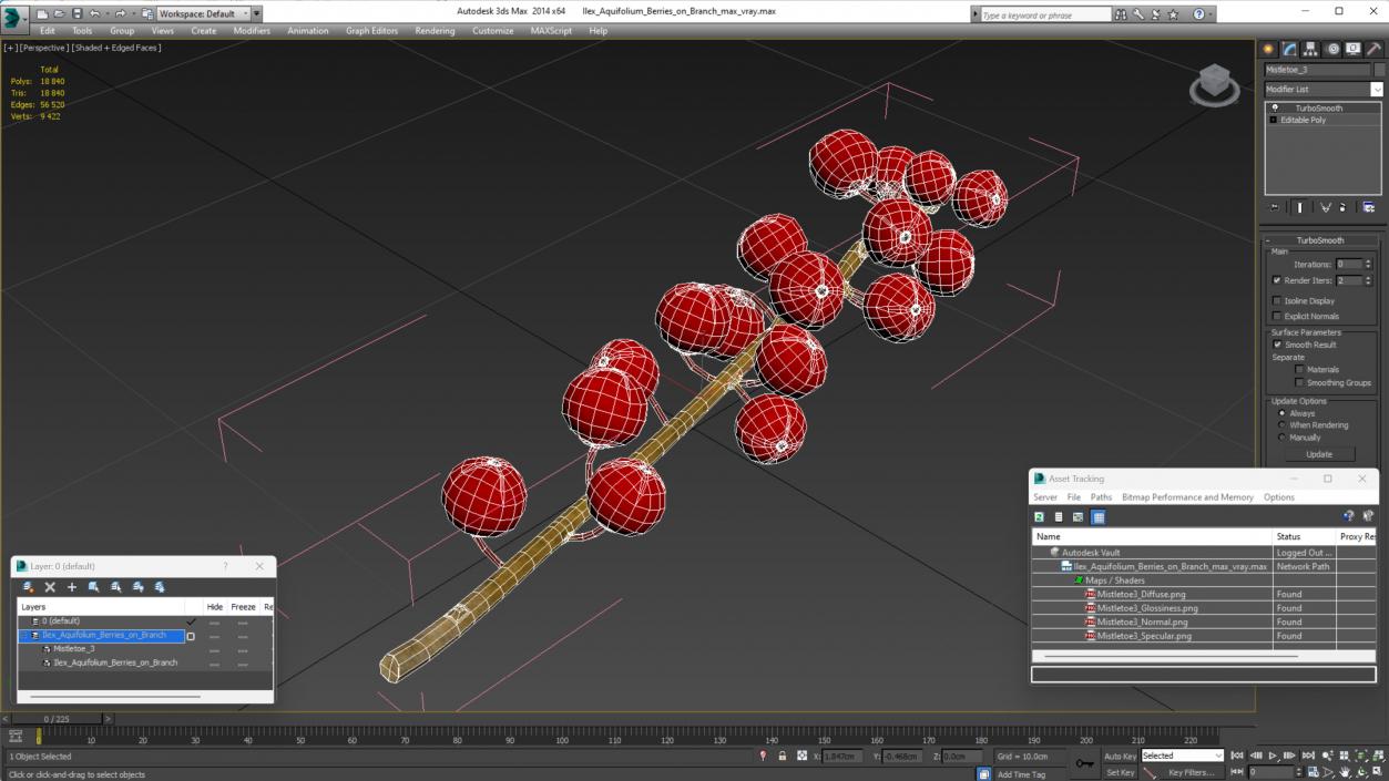 3D Ilex Aquifolium Berries on Branch model