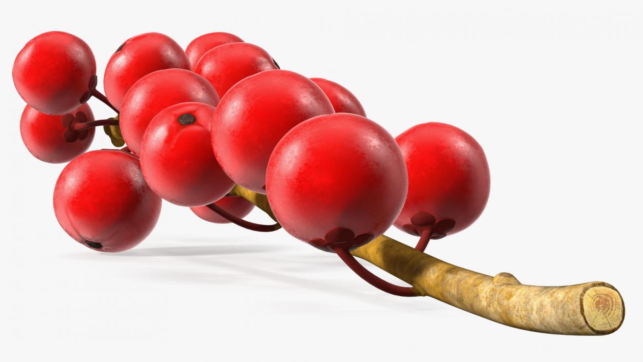 3D Ilex Aquifolium Berries on Branch model