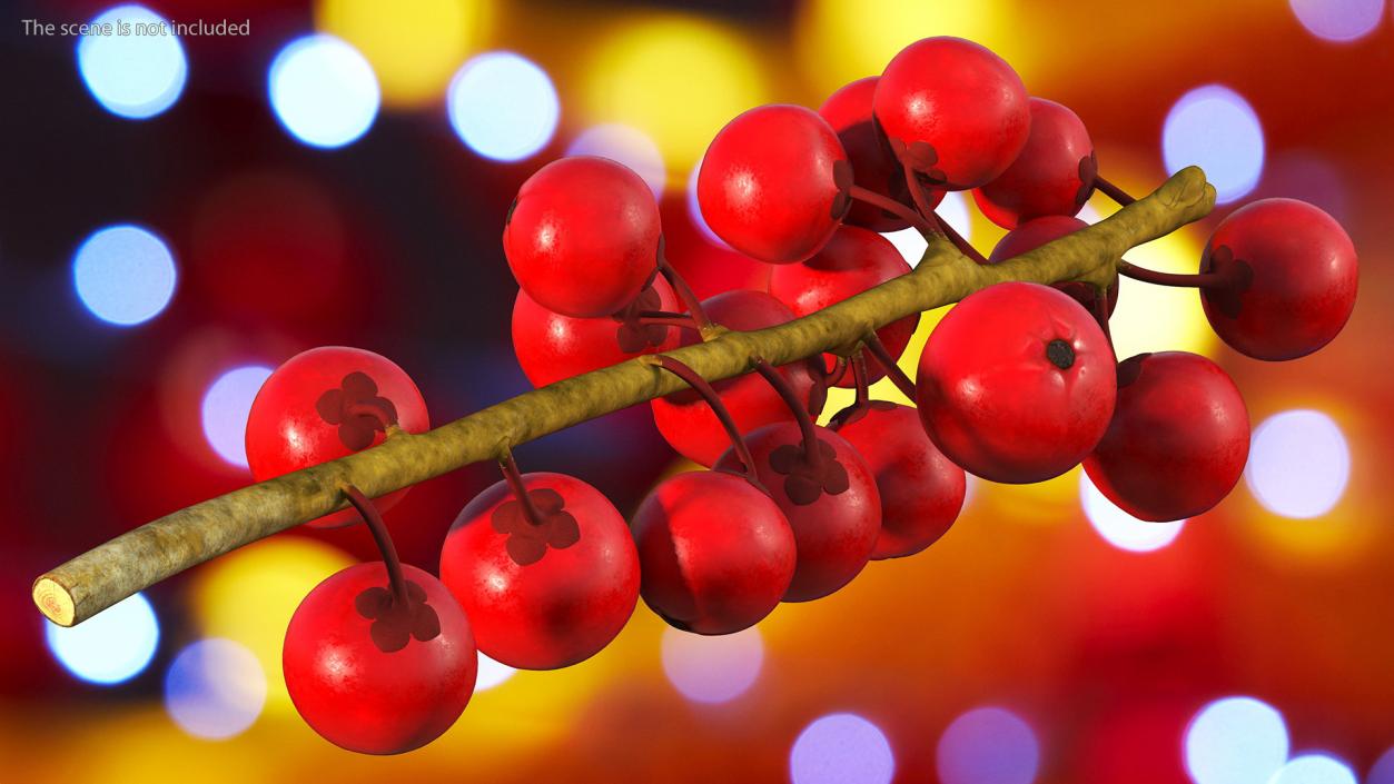 3D Ilex Aquifolium Berries on Branch model