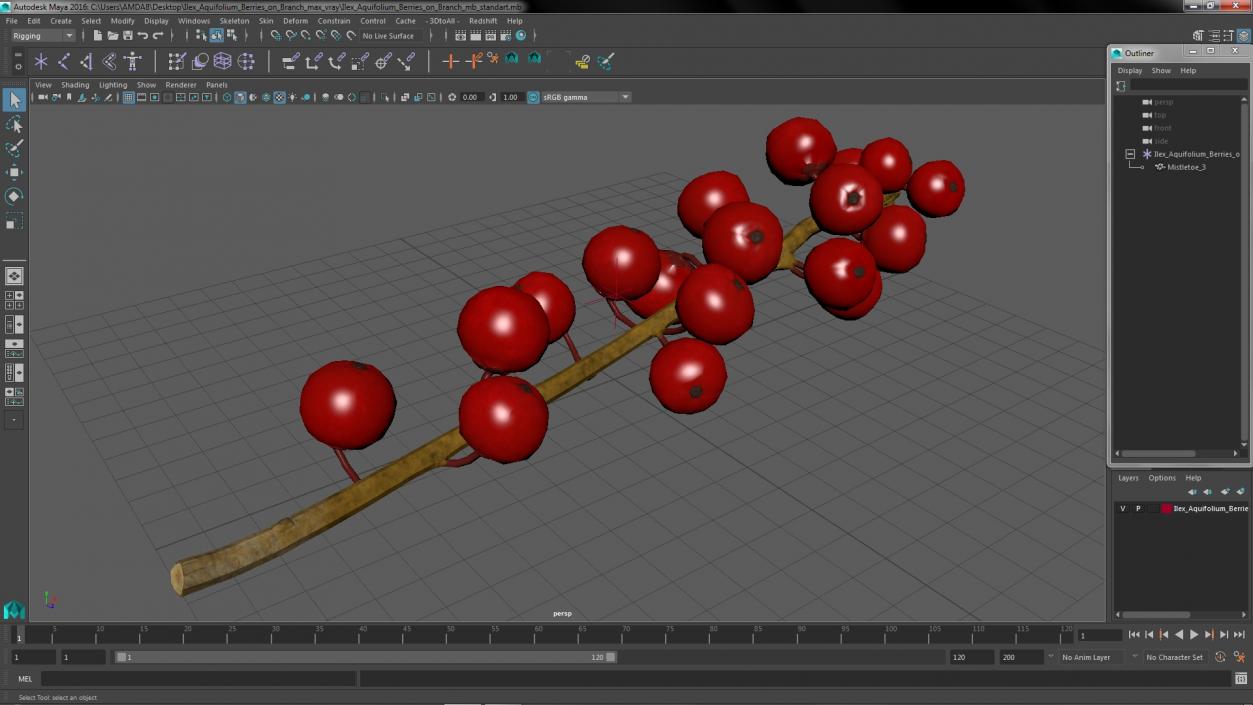 3D Ilex Aquifolium Berries on Branch model