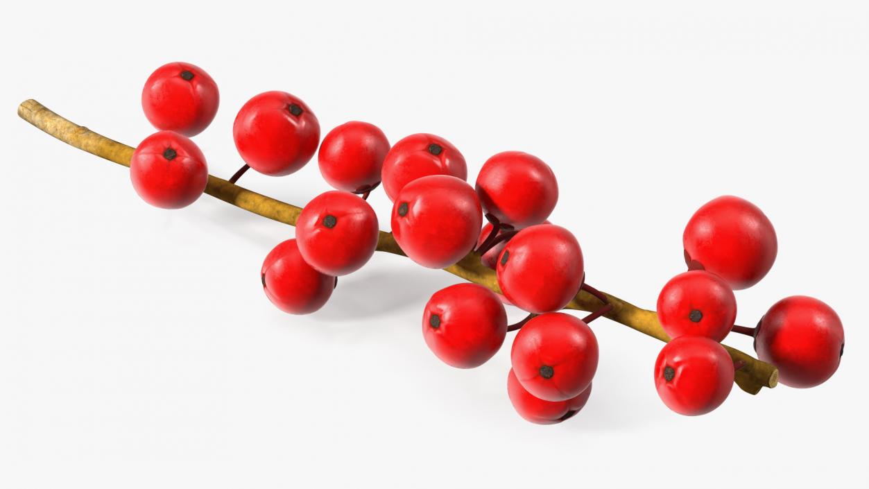 3D Ilex Aquifolium Berries on Branch model