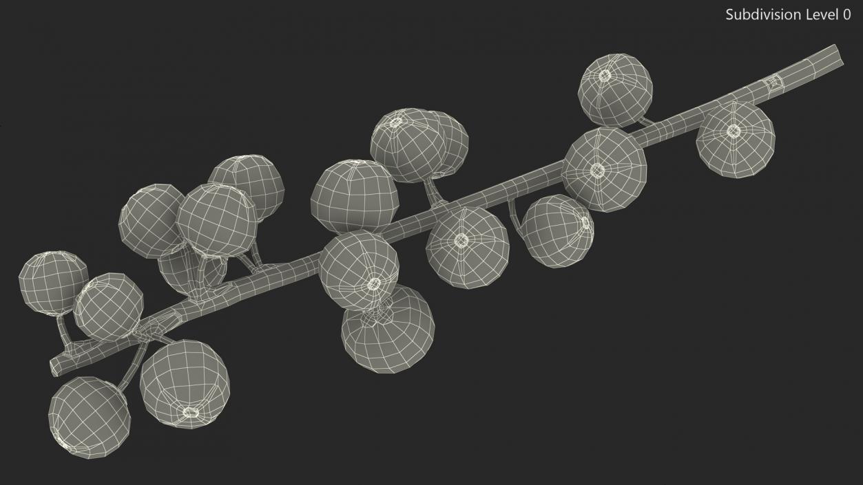 3D Ilex Aquifolium Berries on Branch model