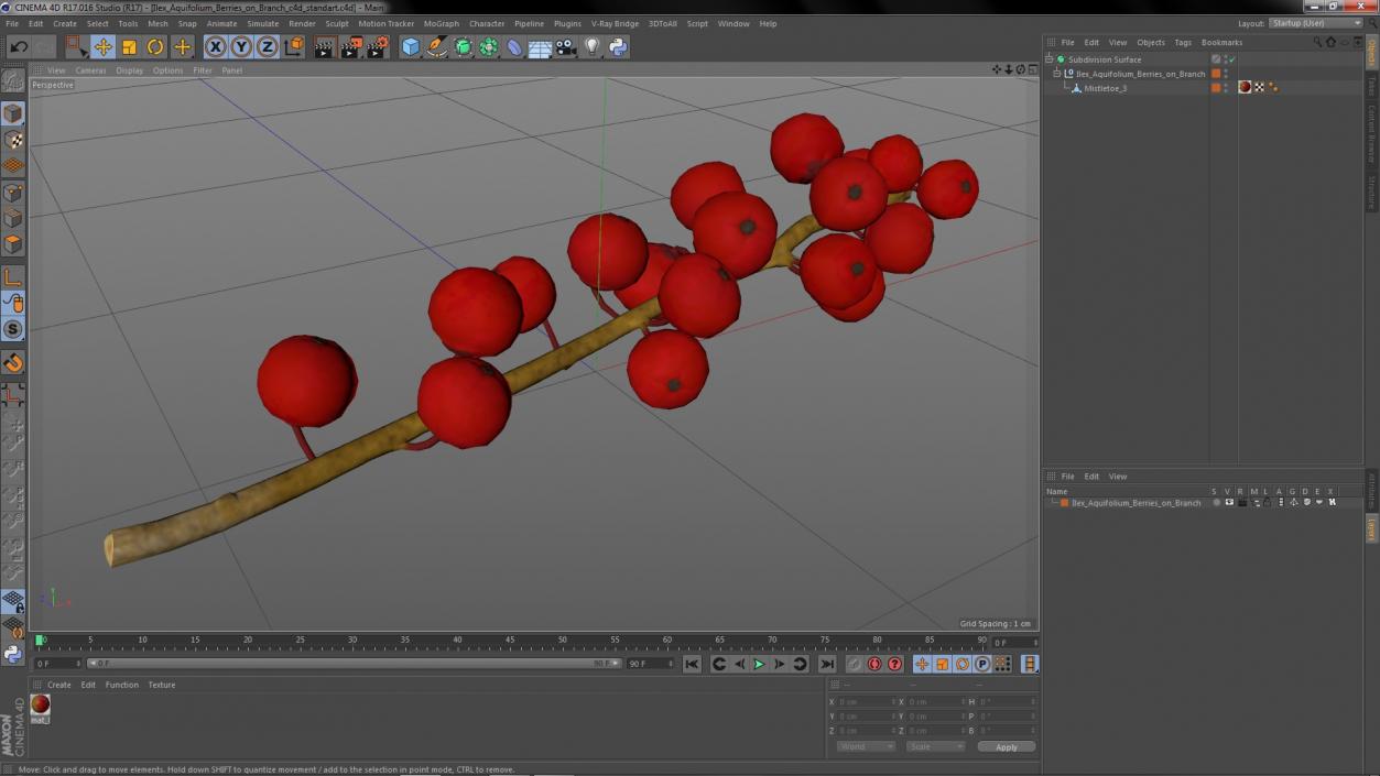 3D Ilex Aquifolium Berries on Branch model