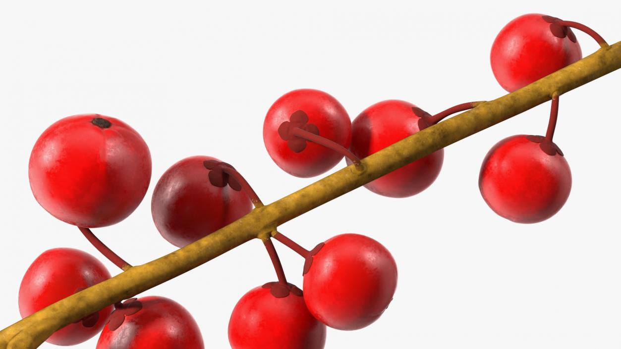 3D Ilex Aquifolium Berries on Branch model