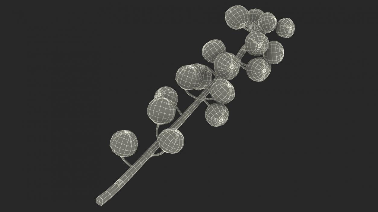 3D Ilex Aquifolium Berries on Branch model