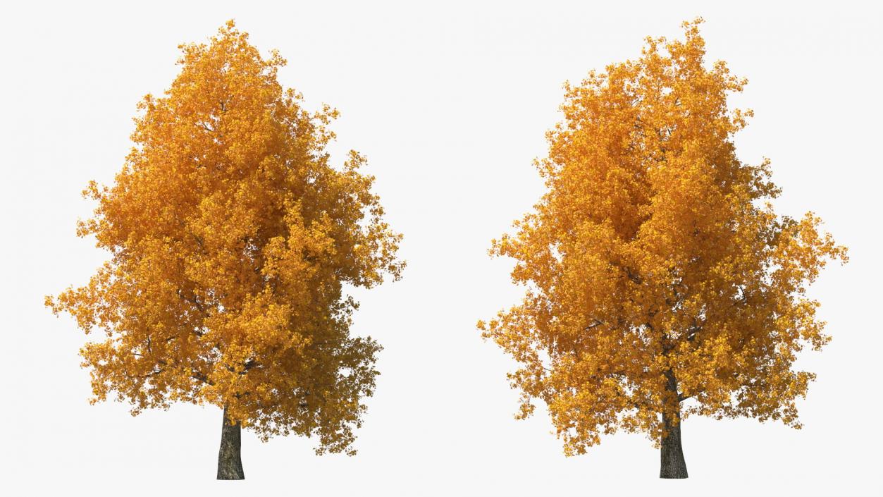 3D Autumn Poplar Tree model