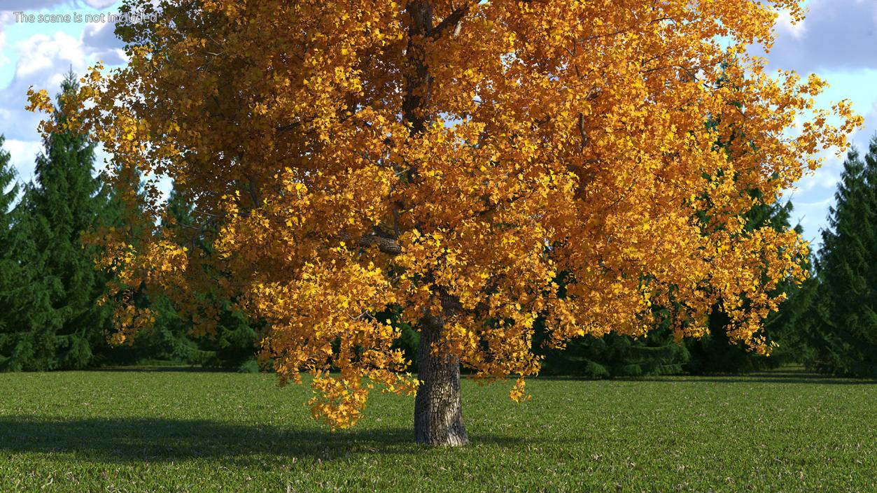 3D Autumn Poplar Tree model