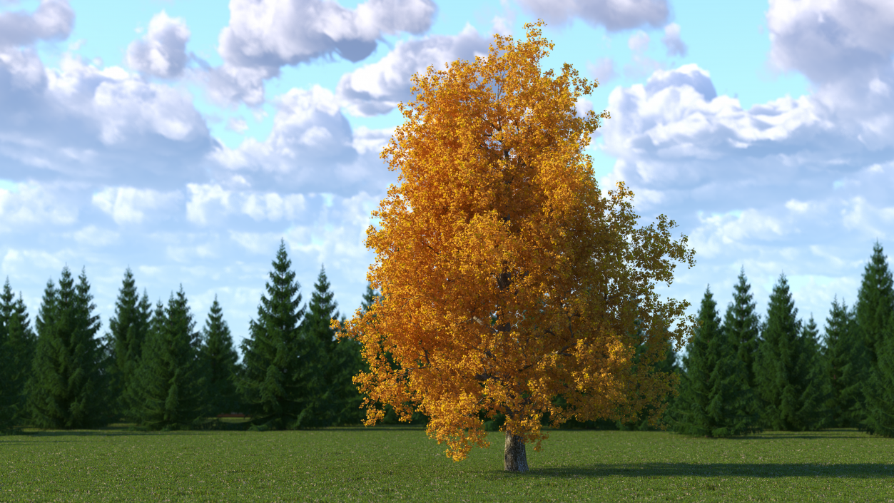 3D Autumn Poplar Tree model