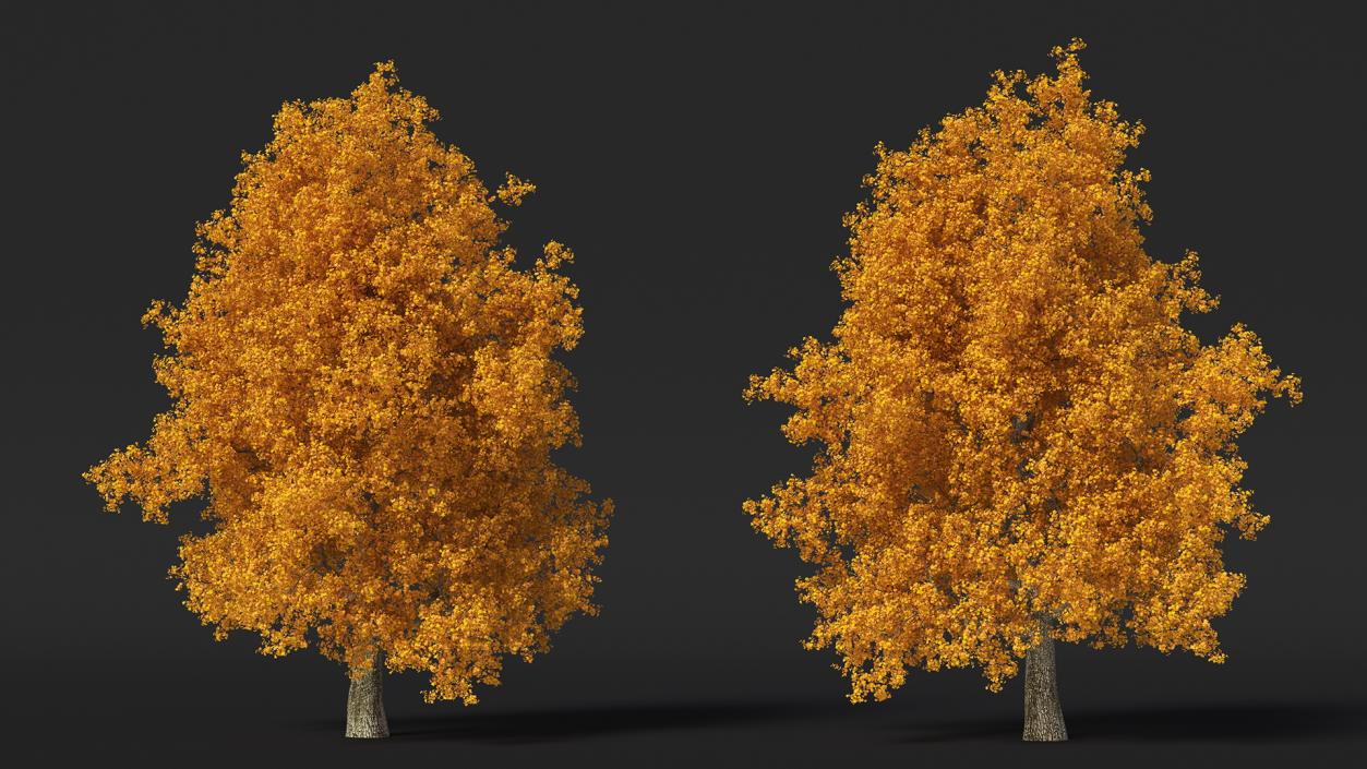 3D Autumn Poplar Tree model