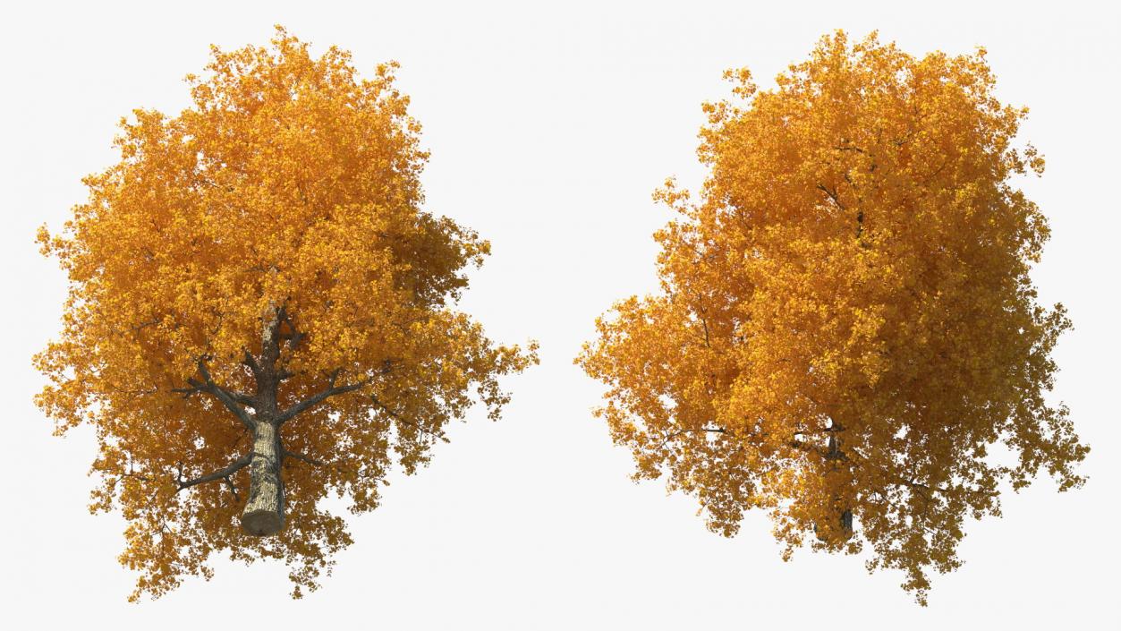 3D Autumn Poplar Tree model