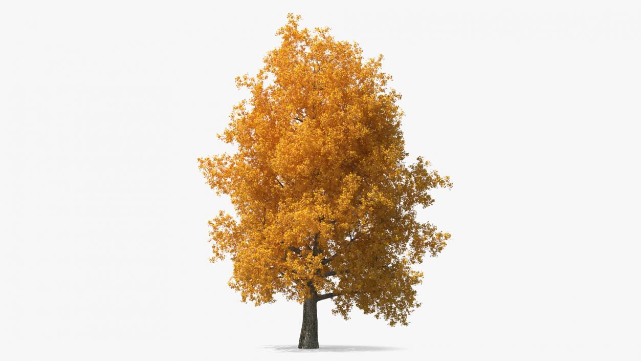 3D Autumn Poplar Tree model