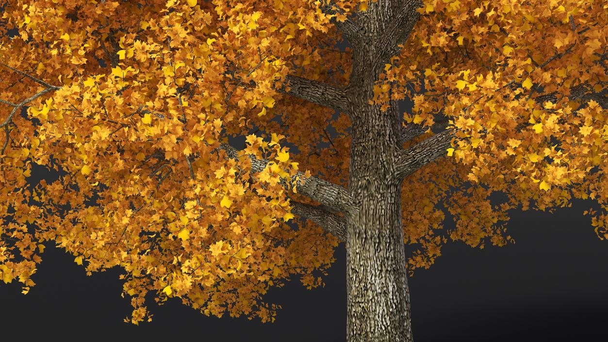 3D Autumn Poplar Tree model