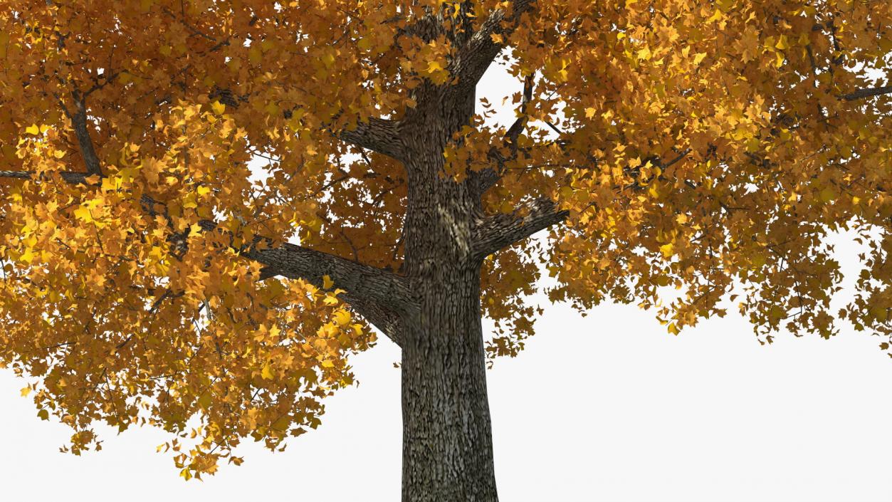 3D Autumn Poplar Tree model