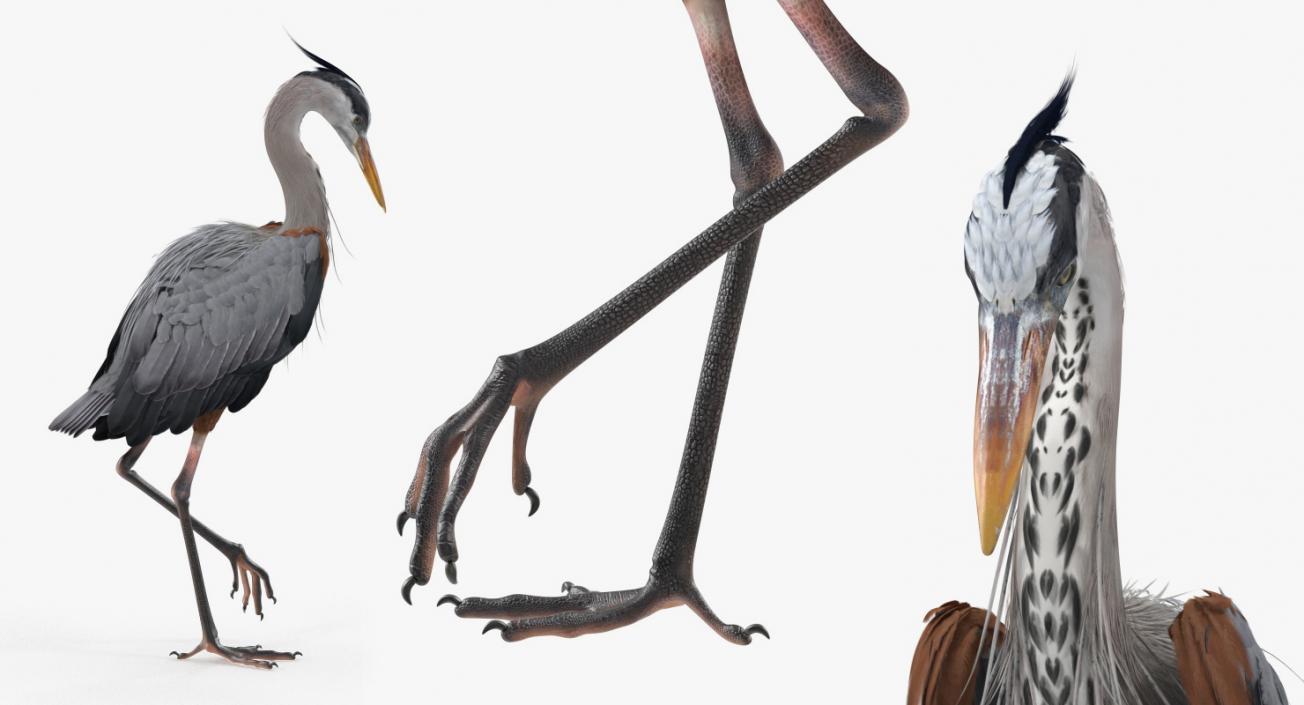 3D Birds Collection 2 model