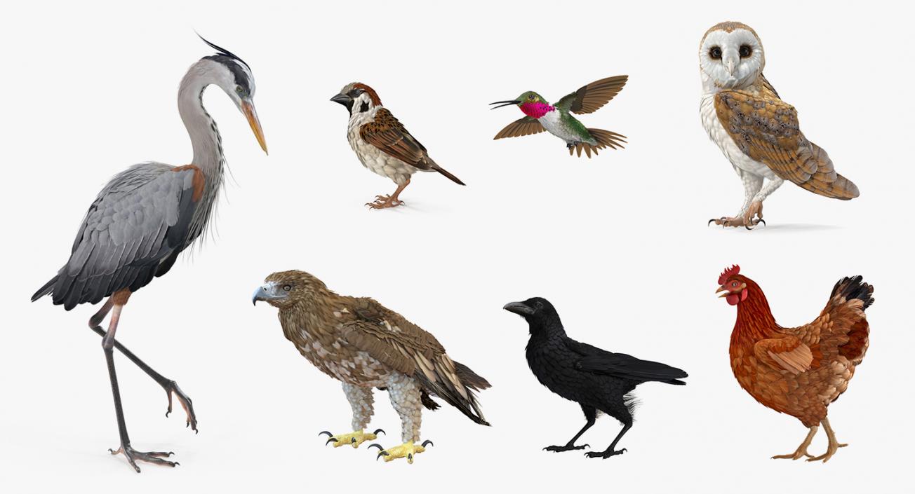 3D Birds Collection 2 model