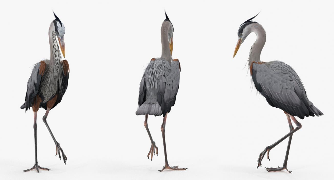 3D Birds Collection 2 model