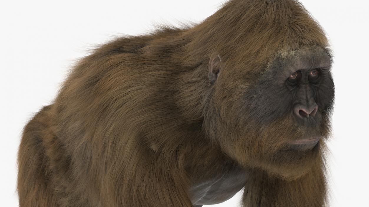 3D model Gigantopithecus Stands on Four Limbs Fur