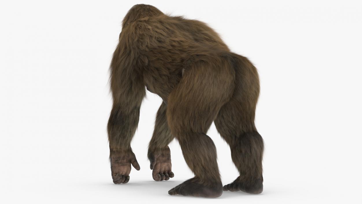 3D model Gigantopithecus Stands on Four Limbs Fur