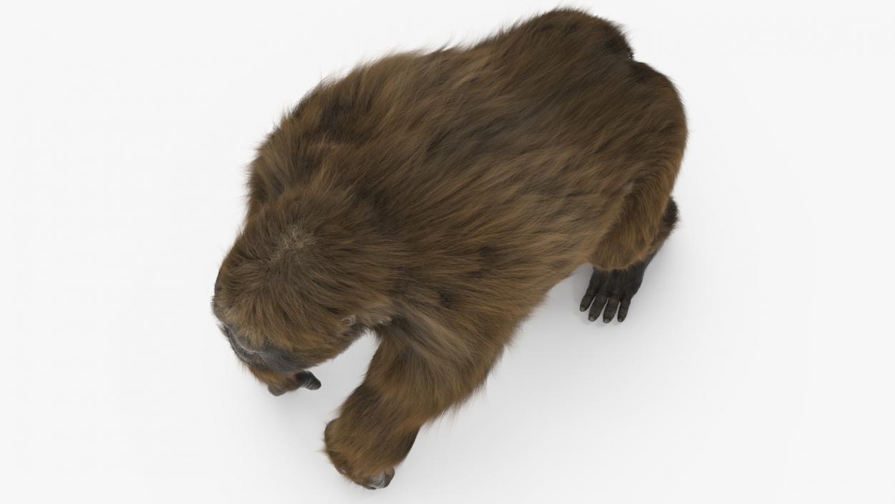 3D model Gigantopithecus Stands on Four Limbs Fur