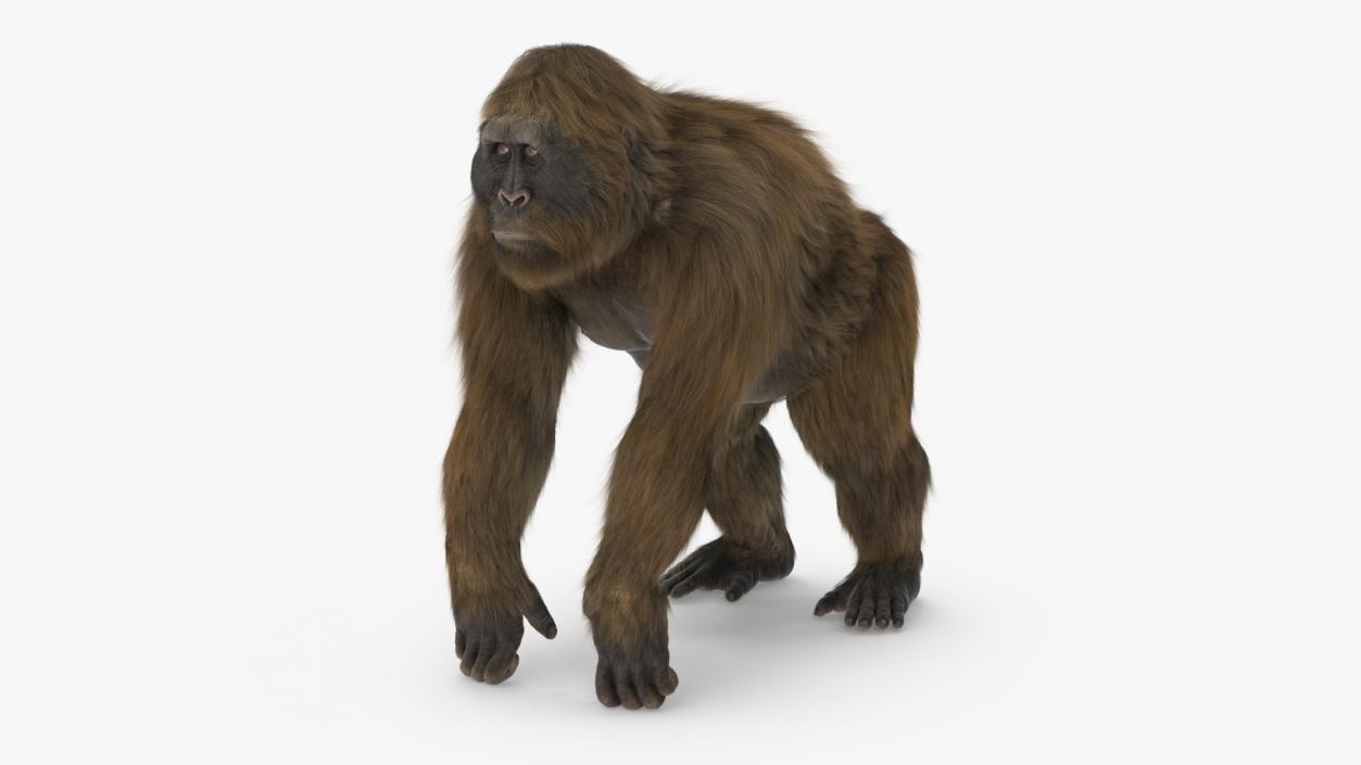 3D model Gigantopithecus Stands on Four Limbs Fur