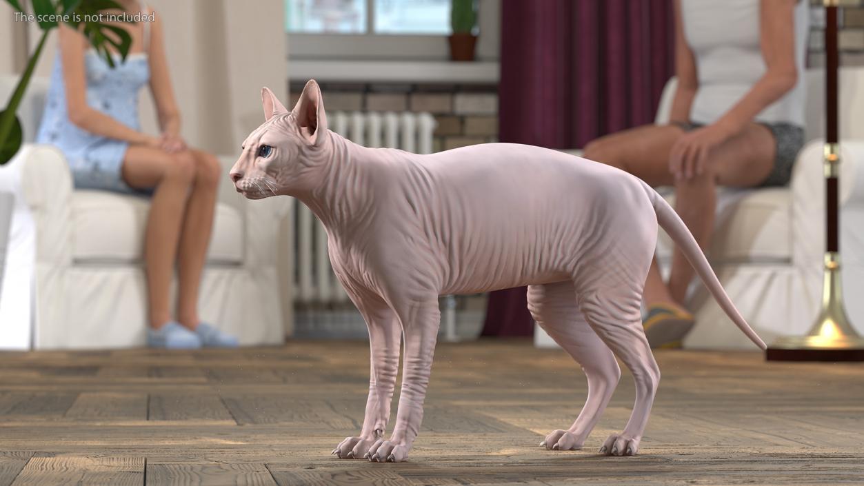 3D Cream Sphynx Cat Rigged model