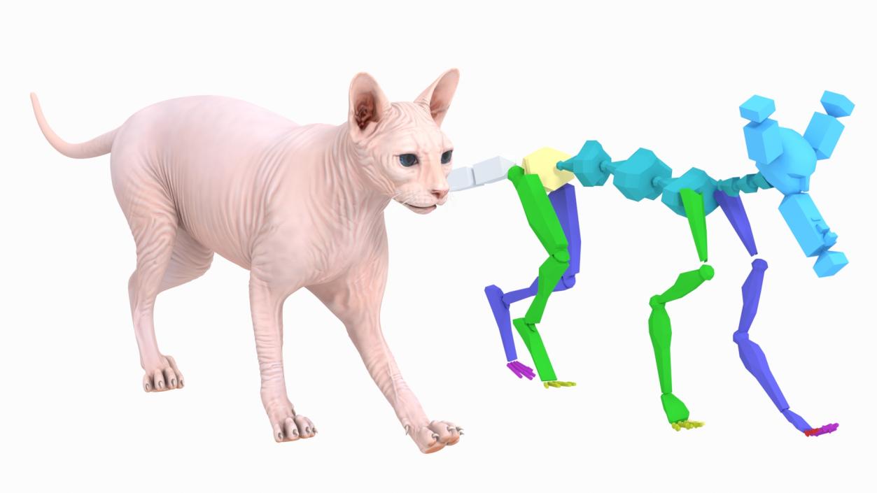 3D Cream Sphynx Cat Rigged model