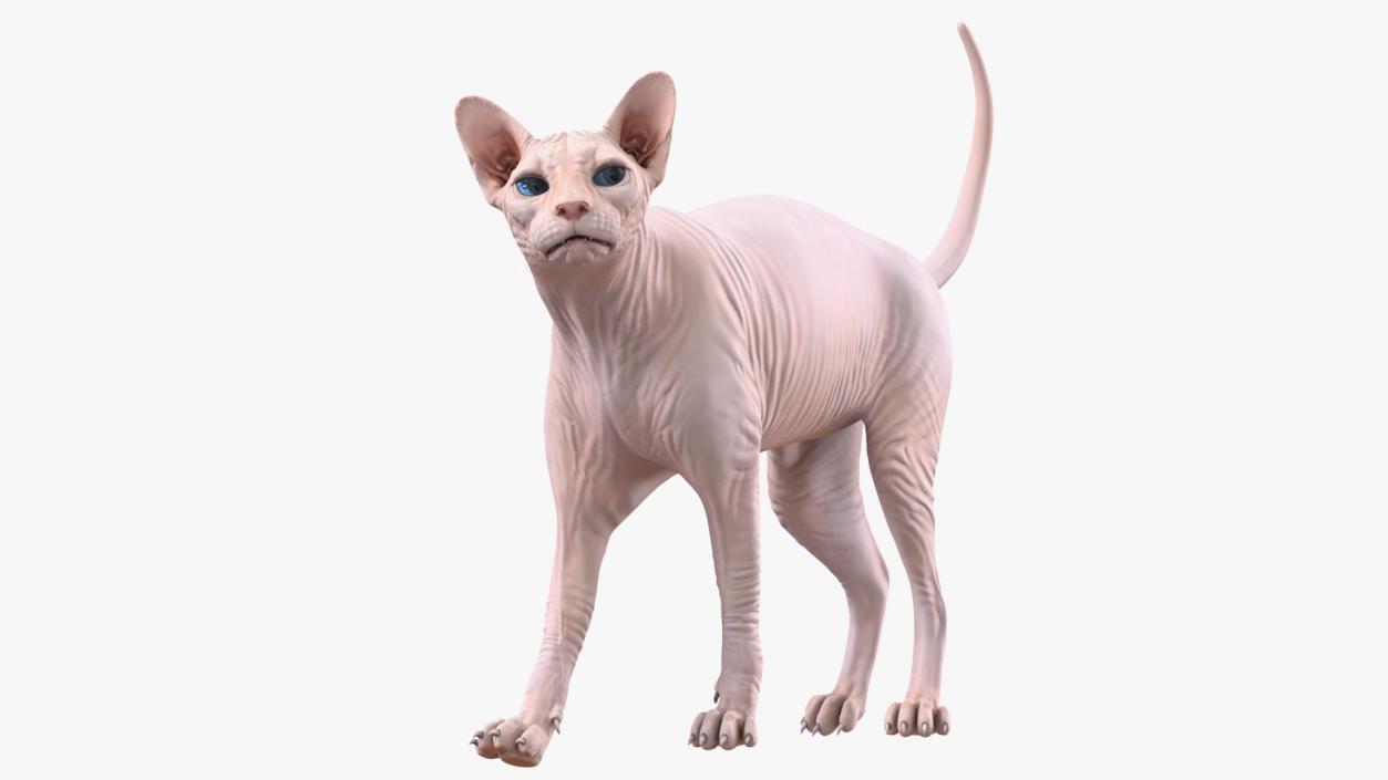 3D Cream Sphynx Cat Rigged model