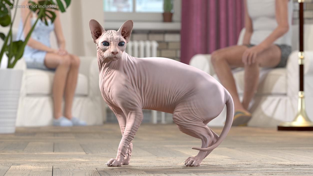 3D Cream Sphynx Cat Rigged model