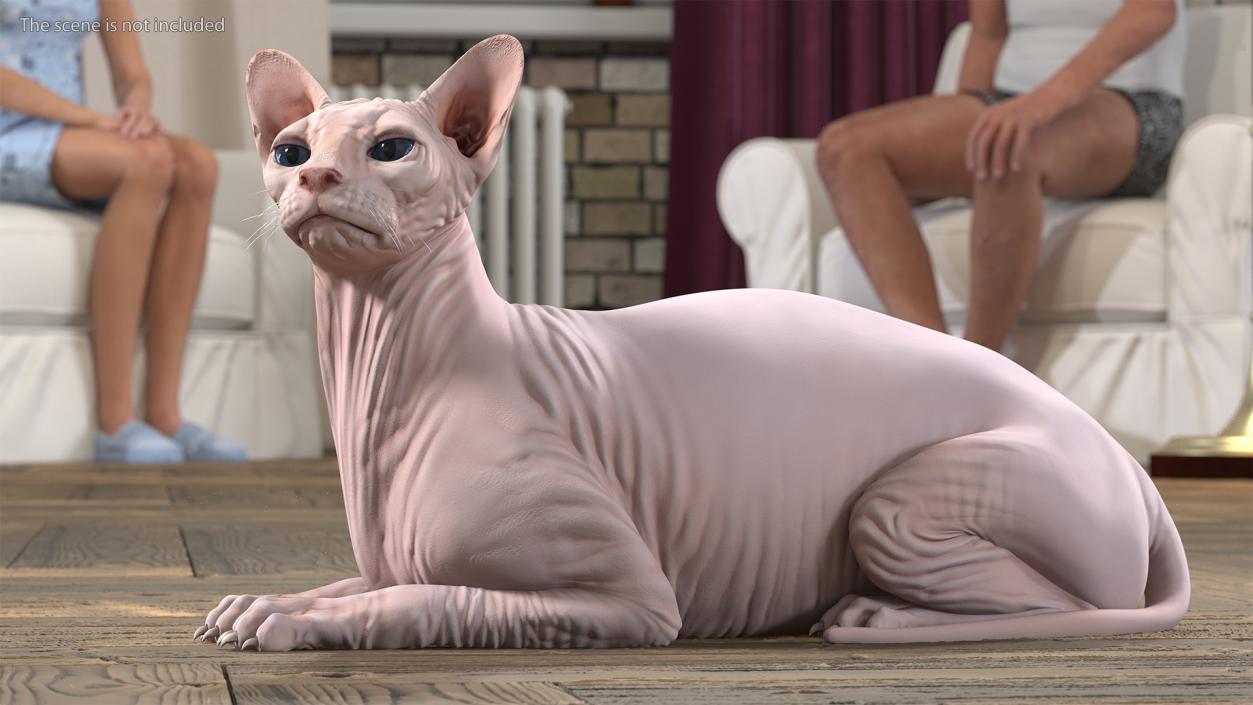 3D Cream Sphynx Cat Rigged model