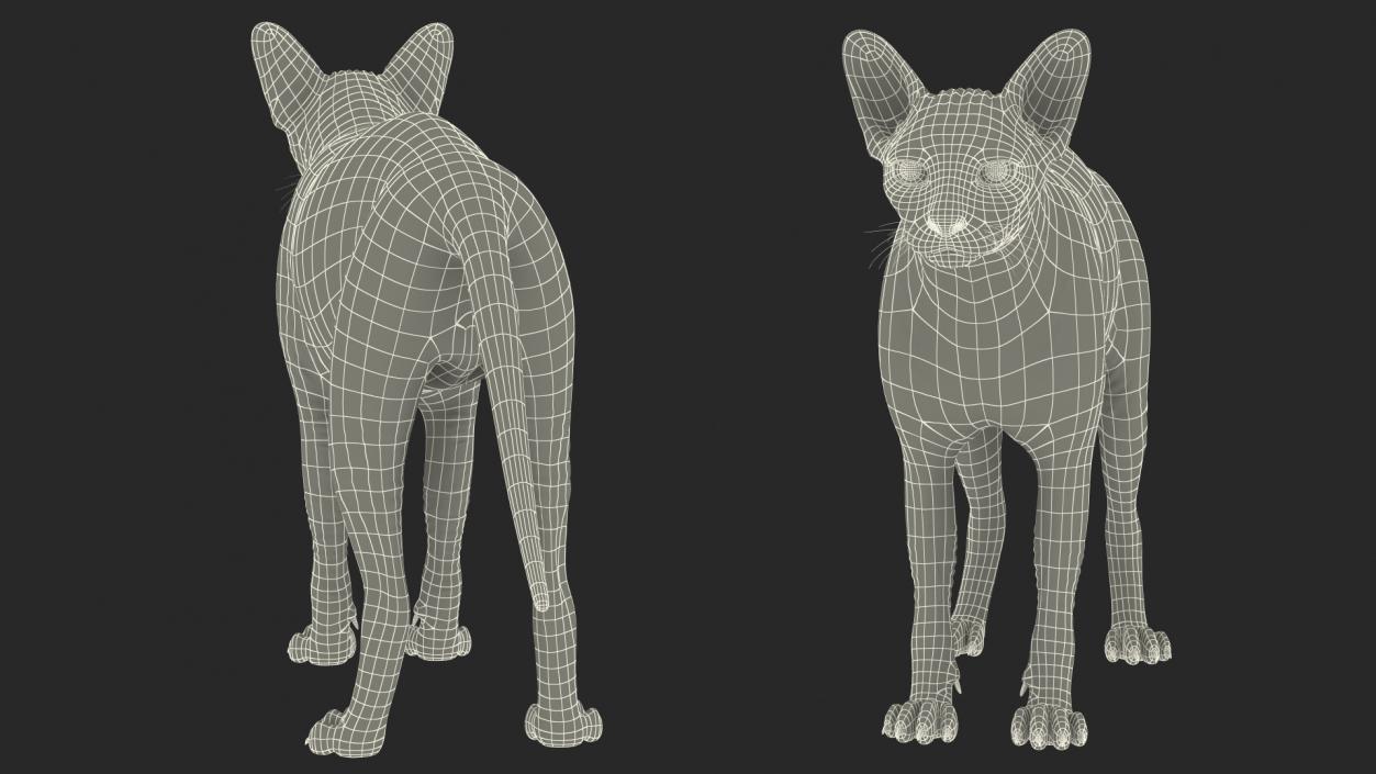 3D Cream Sphynx Cat Rigged model