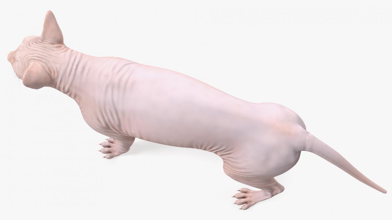 3D Cream Sphynx Cat Rigged model