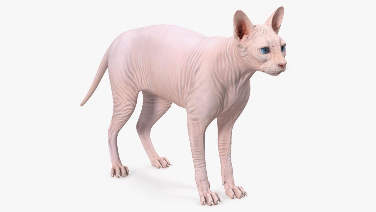 3D Cream Sphynx Cat Rigged model