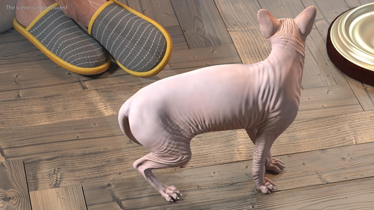 3D Cream Sphynx Cat Rigged model