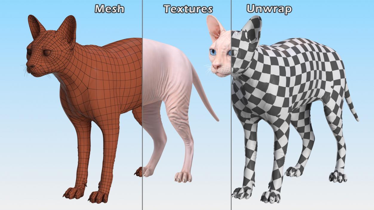 3D Cream Sphynx Cat Rigged model