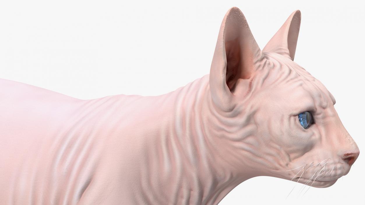 3D Cream Sphynx Cat Rigged model