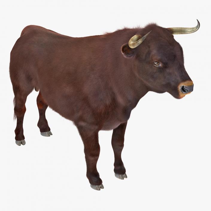 3D model Bull Rigged with Fur