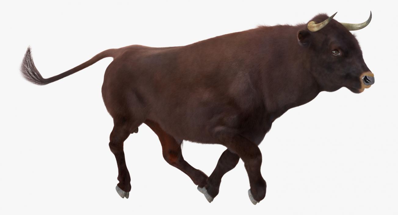 3D model Bull Rigged with Fur