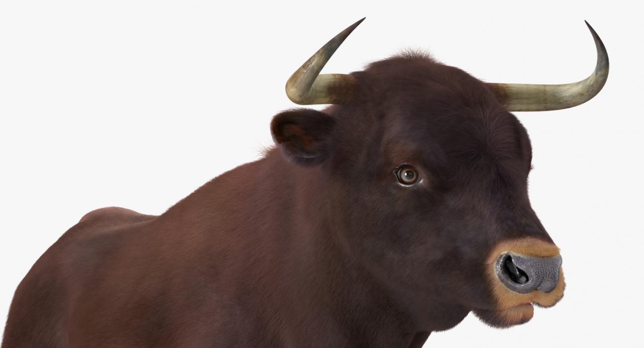 3D model Bull Rigged with Fur