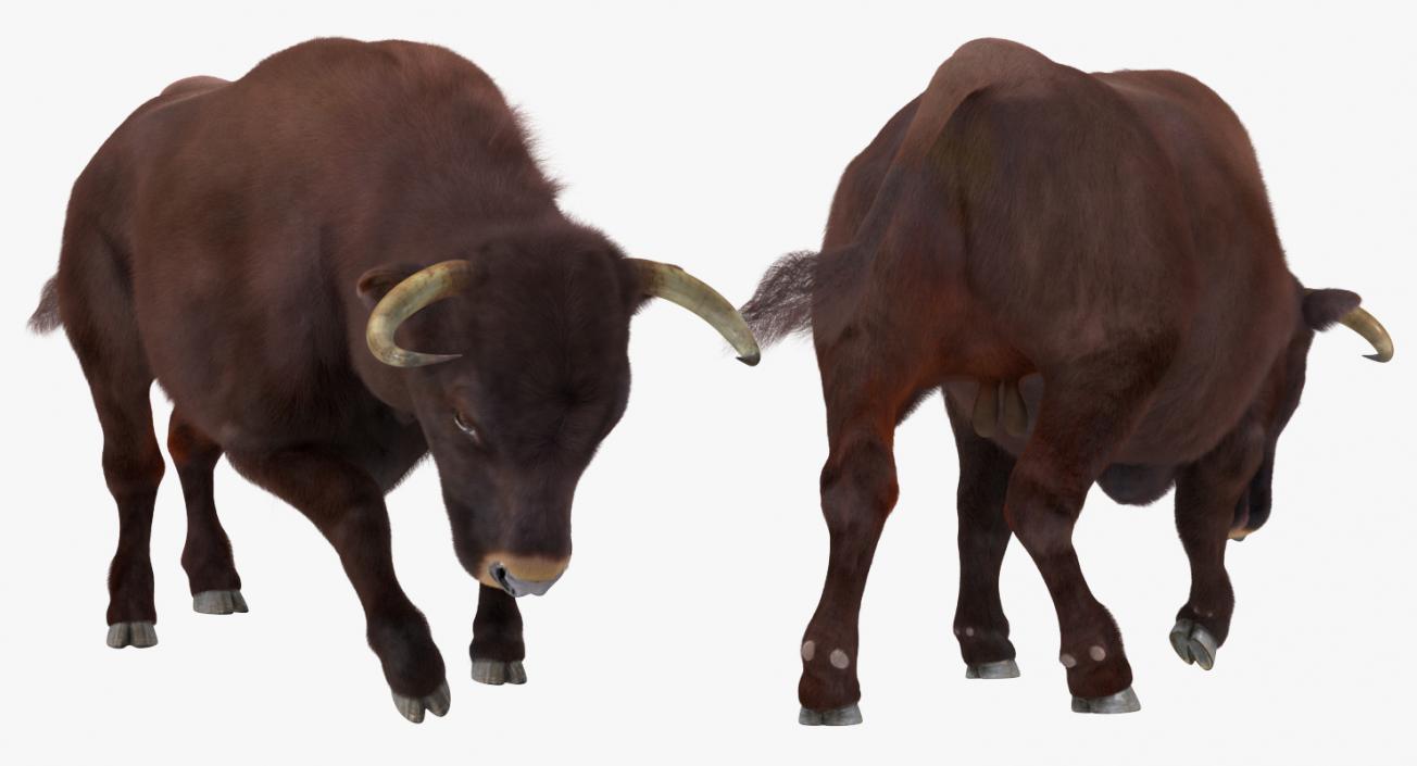 3D model Bull Rigged with Fur