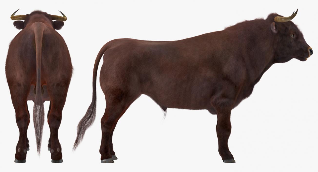 3D model Bull Rigged with Fur