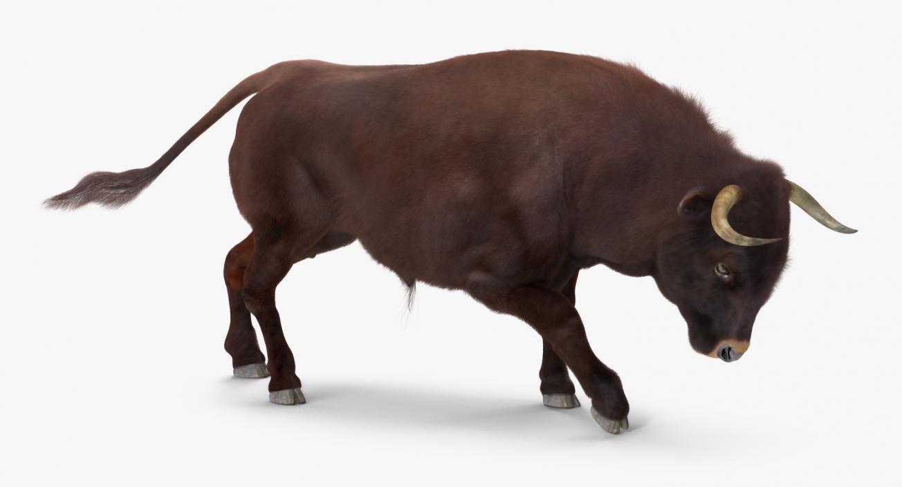 3D model Bull Rigged with Fur