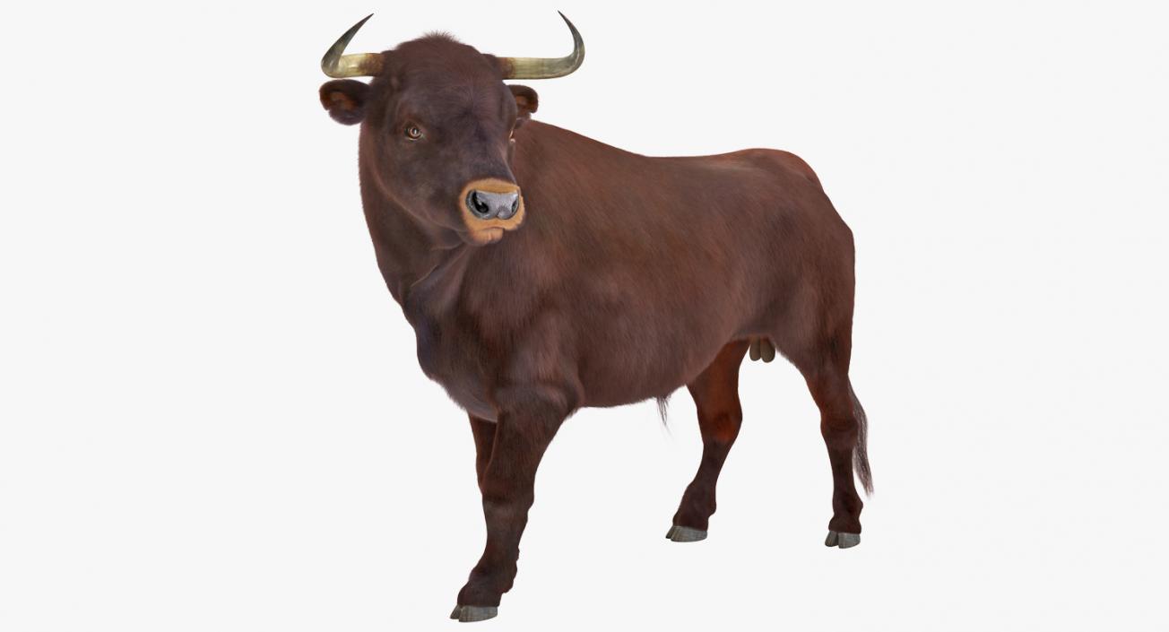 3D model Bull Rigged with Fur