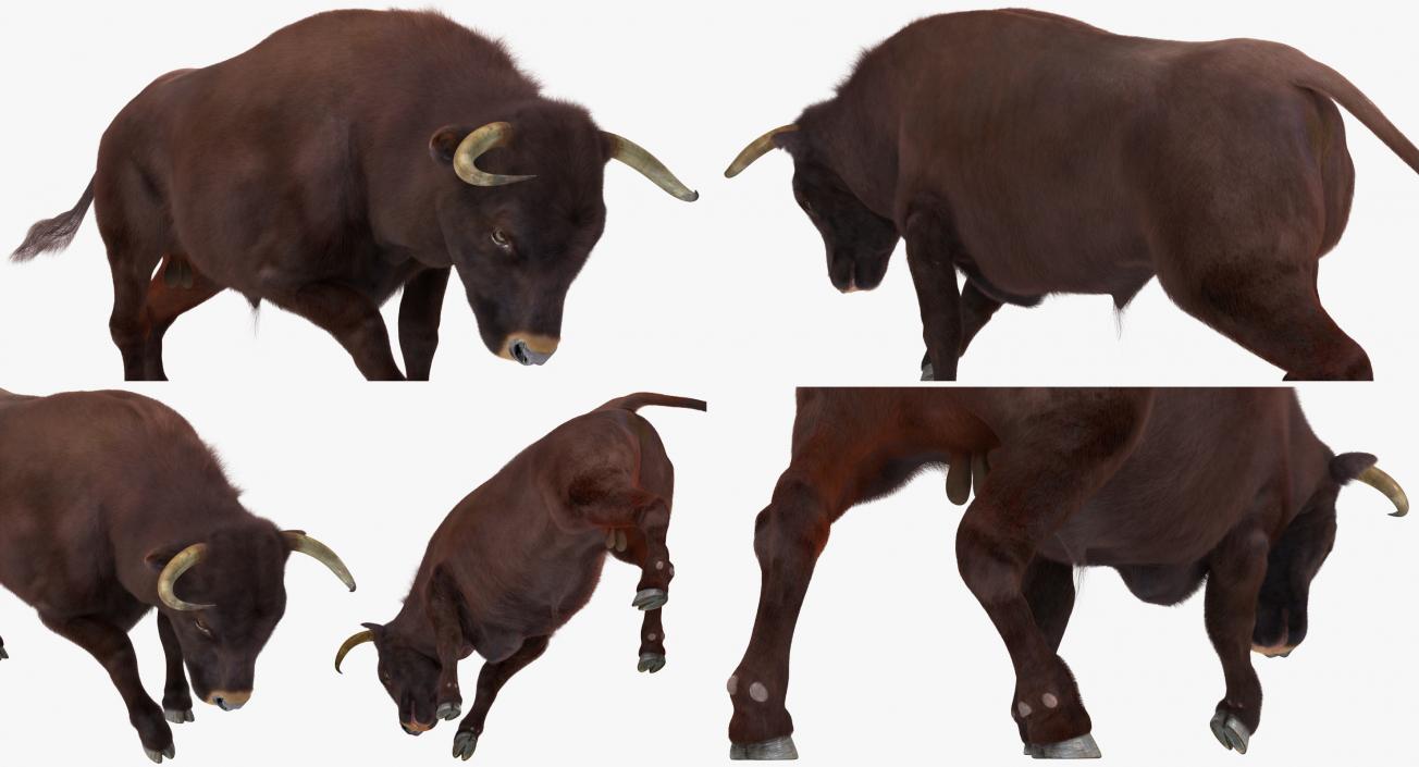 3D model Bull Rigged with Fur