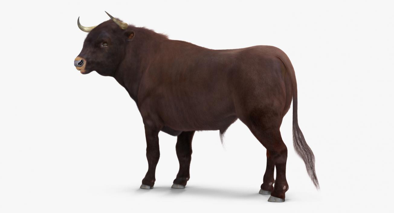 3D model Bull Rigged with Fur